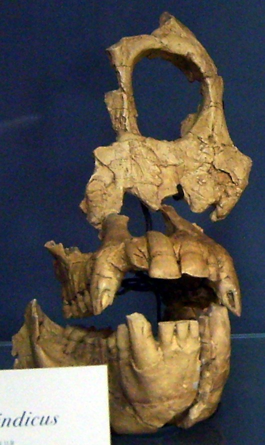 Lebka Ramapitheca, o němž se v 60. a 70. letech předpokládalo, že jde o předchůdce člověka, v Národním muzeu přírodní historie v Paříži. Později byl interpretován jako opice podobná orangutanovi.  (Wikimedia Commons) 